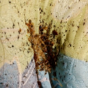 Уничтожение насекомых в Магнитогорске (гостинка)