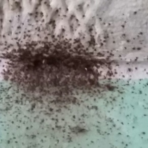 Уничтожение насекомых – Магнитогорск