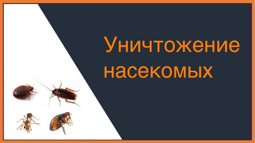 Уничтожение насекомых в Магнитогорске