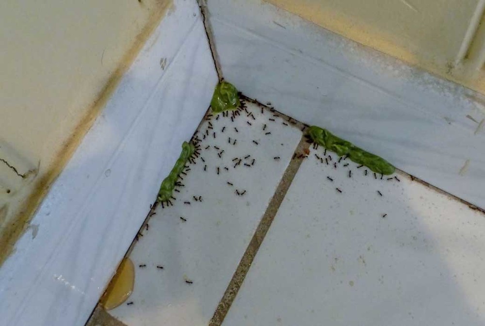 Обработка от муравьев в Магнитогорске