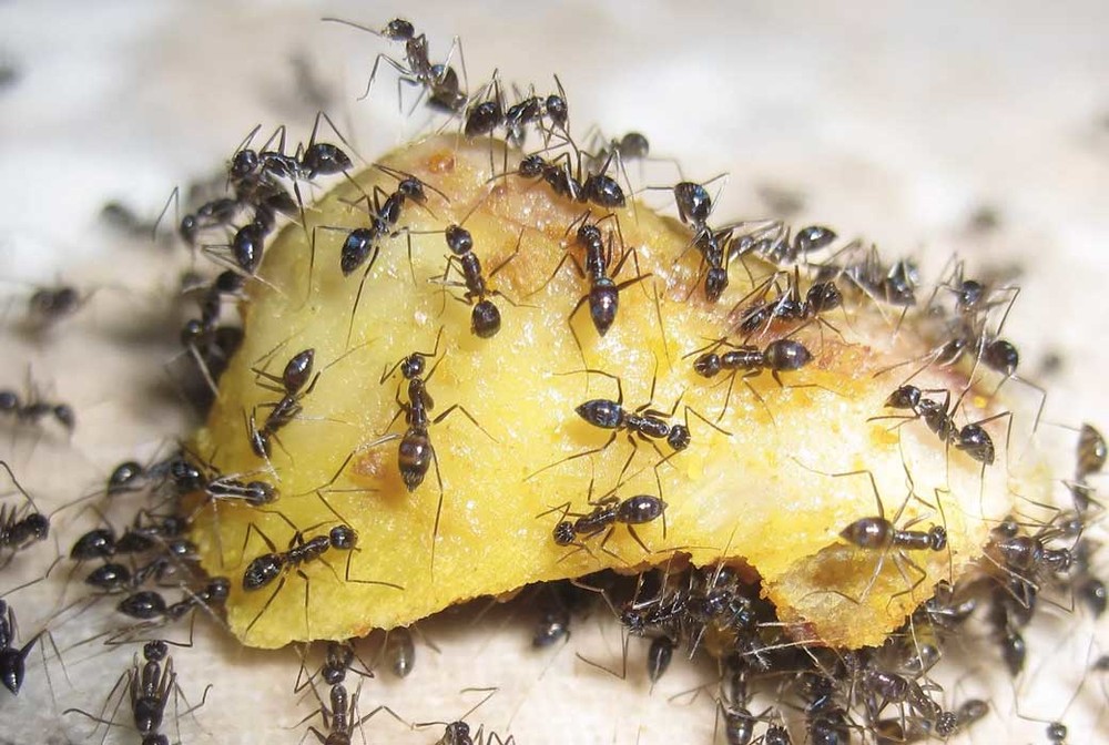 Уничтожение муравьев в квартире в Магнитогорске